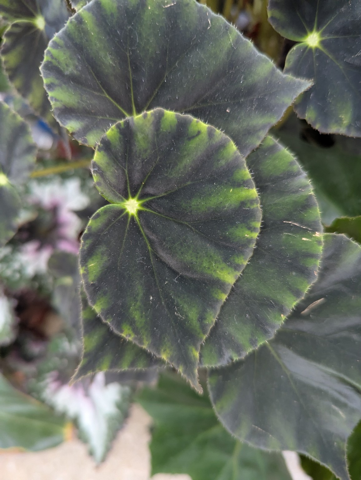 Dark green leaf with bright veins radiating from a central point