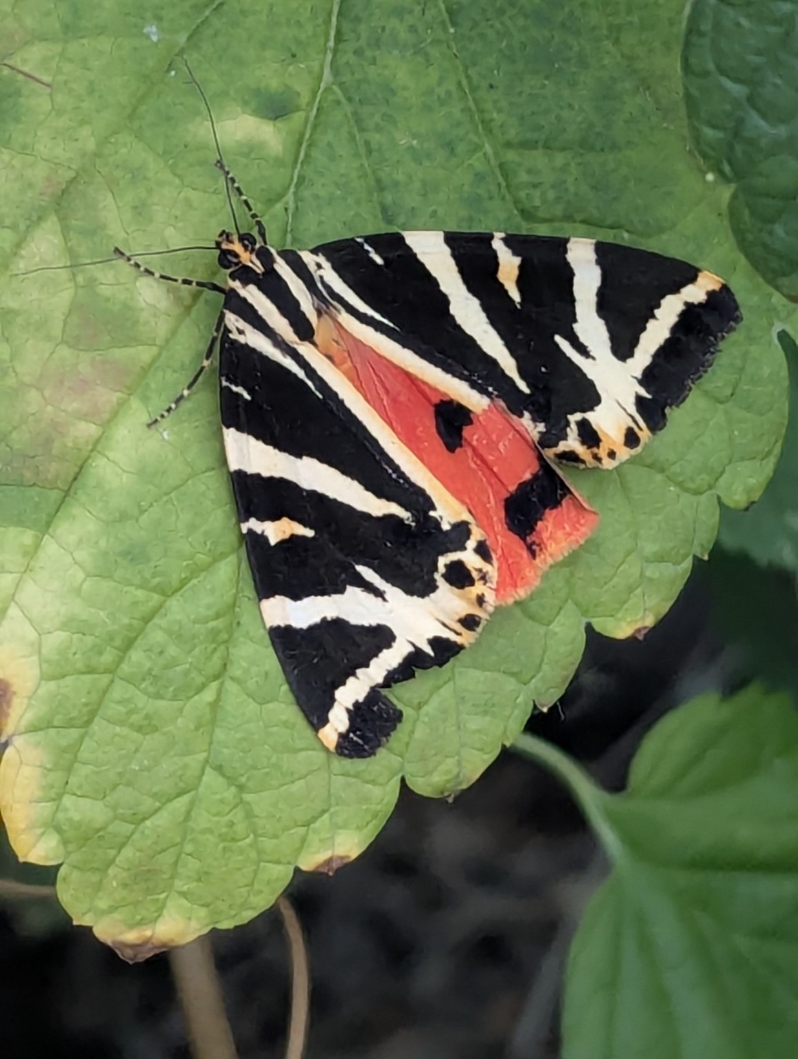 Striped moth resting on a green leaf, showing approximate bilateral symmetry in its wings