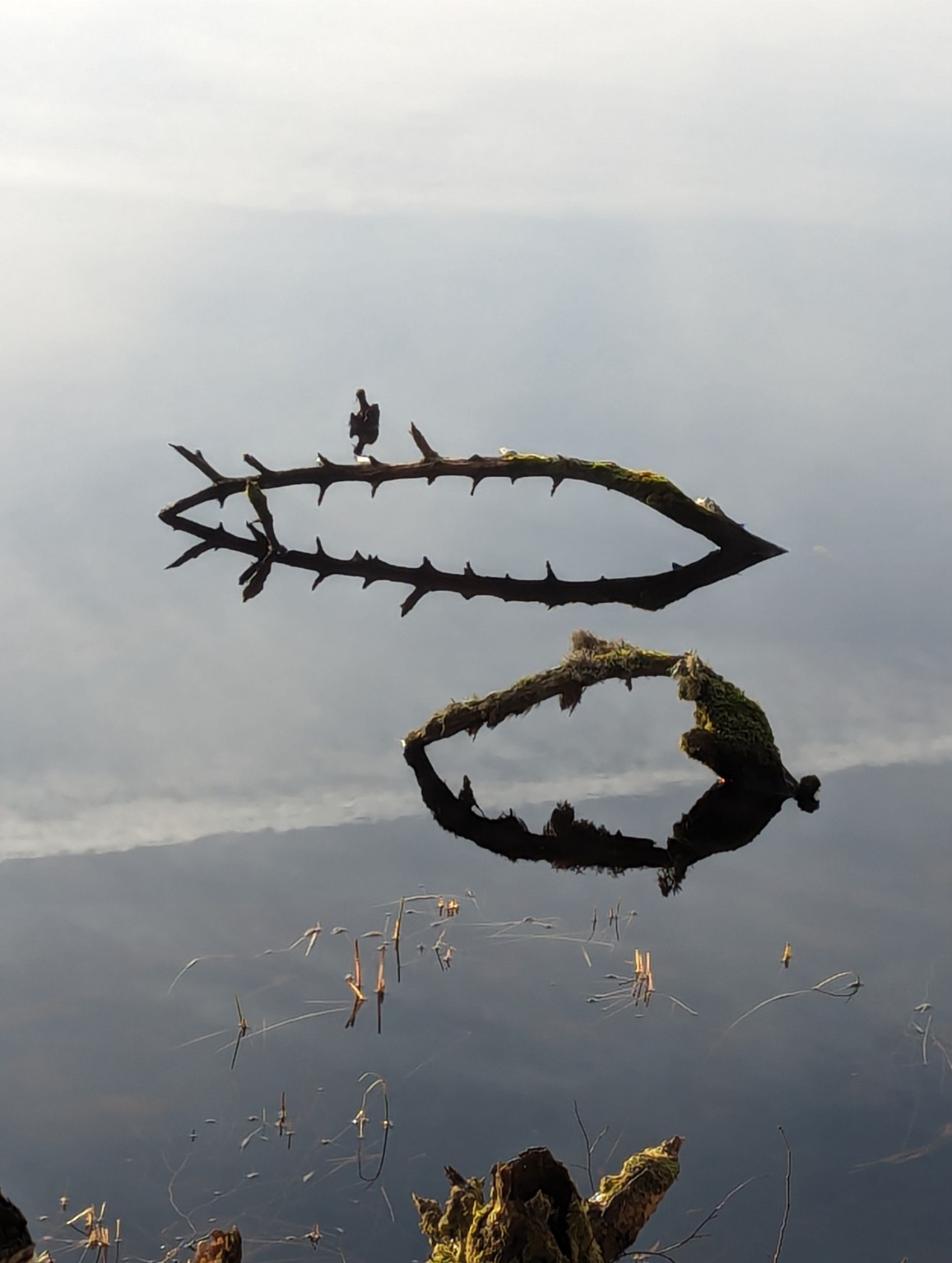 Branch reflected in still water, creating a near mirror image across the waterline
