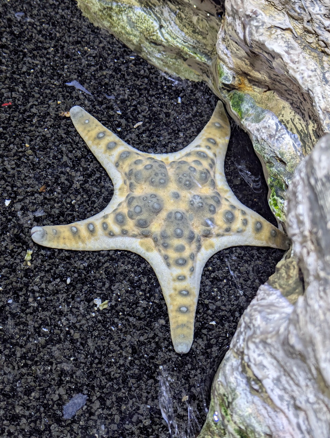 Five-armed starfish showing approximate rotational symmetry around its centre