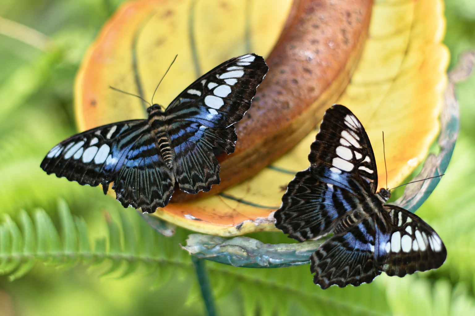 Two butterflies with open wings, showing approximate bilateral symmetry